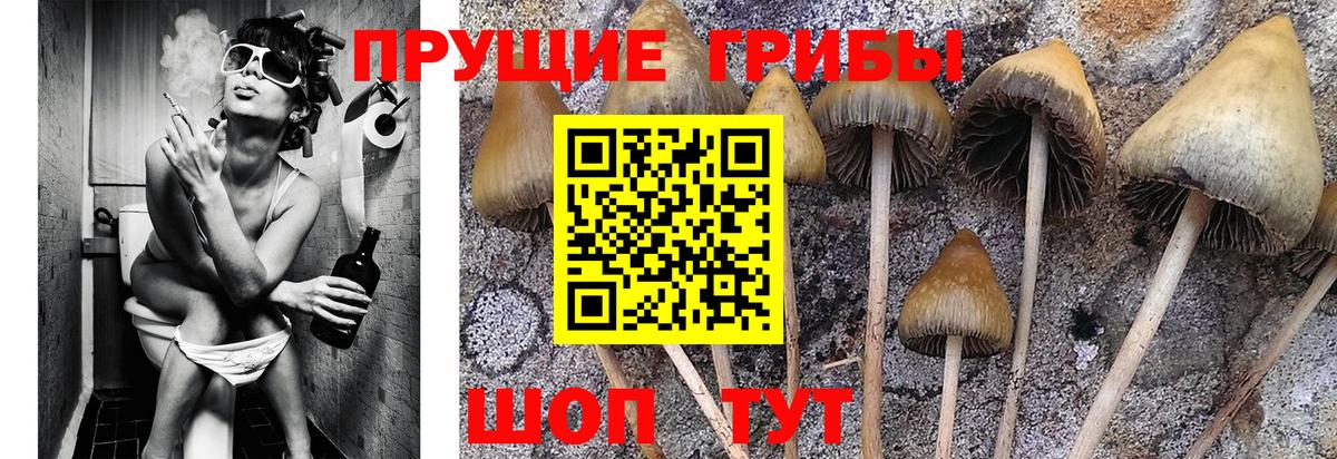 Псилоцибиновые грибы ЛСД Губкинский